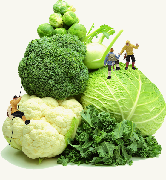 Broccoli image01